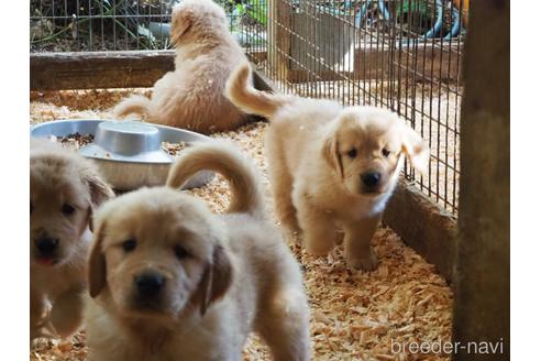 成約済の山梨県のゴールデンレトリーバー-154568の2枚目